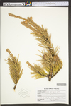 Pinus pungens