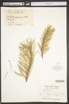 Pinus pungens