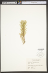 Pinus pungens