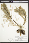 Pinus echinata
