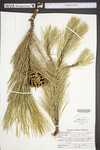 Pinus nigra