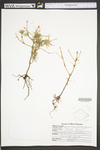 Picea abies