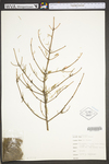 Picea rubens