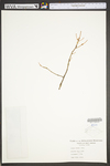 Picea rubens