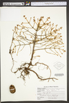 Picea rubens