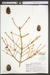 Pinus strobus
