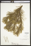 Pinus virginiana