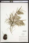 Pinus virginiana