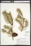 Pinus virginiana