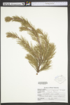 Pinus virginiana