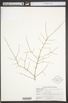 Tsuga canadensis