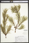 Pinus virginiana