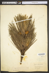 Pinus resinosa
