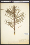 Pinus echinata