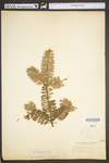 Abies balsamea