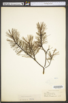 Pinus virginiana