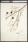 Tsuga canadensis