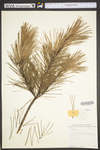 Pinus echinata