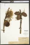 Pinus pungens