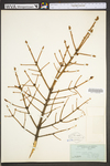 Picea rubens
