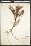 Pinus virginiana