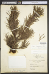 Pinus virginiana