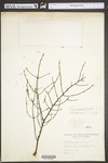 Tsuga canadensis