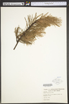 Pinus virginiana