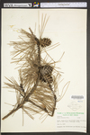 Pinus echinata