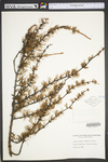 Larix laricina