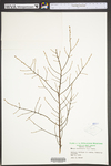 Tsuga canadensis