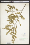 Tsuga canadensis