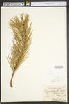 Pinus pungens