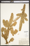 Abies balsamea