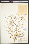 Picea rubens
