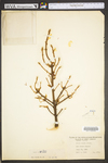 Picea rubens