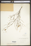 Tsuga canadensis