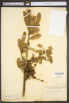 Abies balsamea
