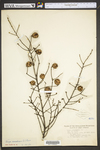 Tsuga canadensis