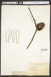 Pinus echinata