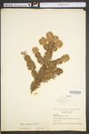 Abies balsamea