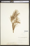 Pinus virginiana