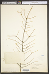 Tsuga canadensis
