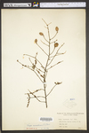 Tsuga canadensis