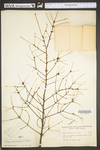 Tsuga canadensis