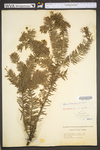 Abies balsamea