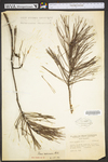 Pinus echinata