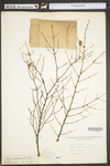 Tsuga canadensis
