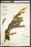 Pinus virginiana