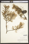 Pinus virginiana